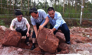 我市新發(fā)現(xiàn)6500萬年前古生物化石，呈罕見扁形