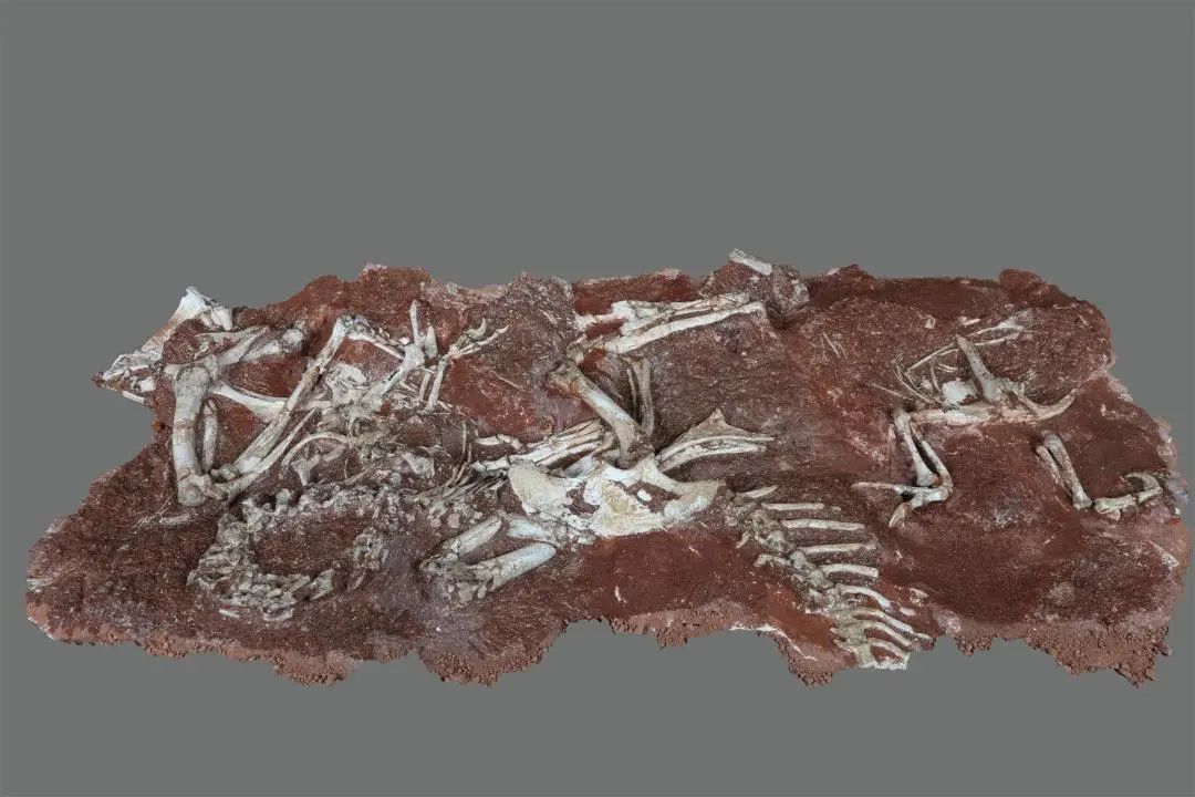 龍聚河源 | 短視頻：第一集《現(xiàn)身！黃氏河源龍?bào)@艷世人》