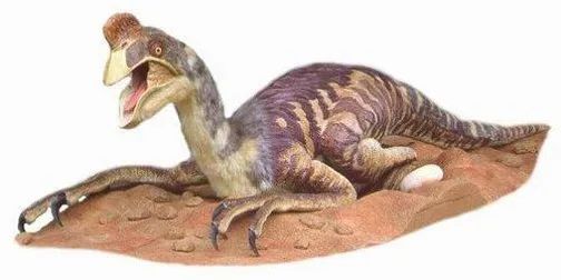 龍聚河源 | 短視頻：第六集《守護(hù)！竊蛋龍的筑巢習(xí)性》