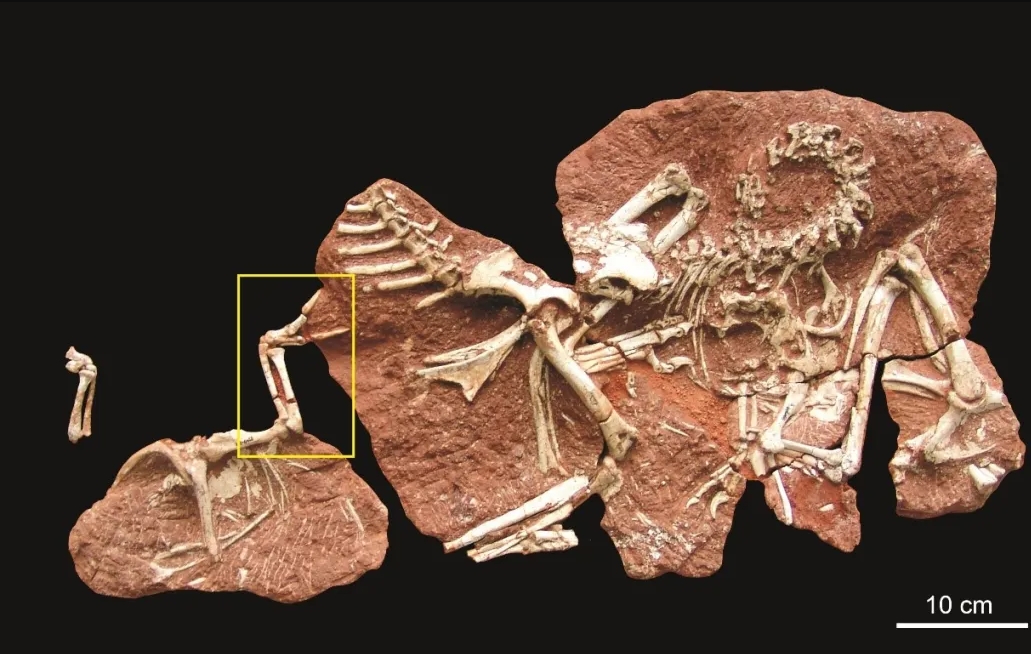 【科研速報(bào)】黃氏河源龍腕骨形態(tài)研究取得新進(jìn)展