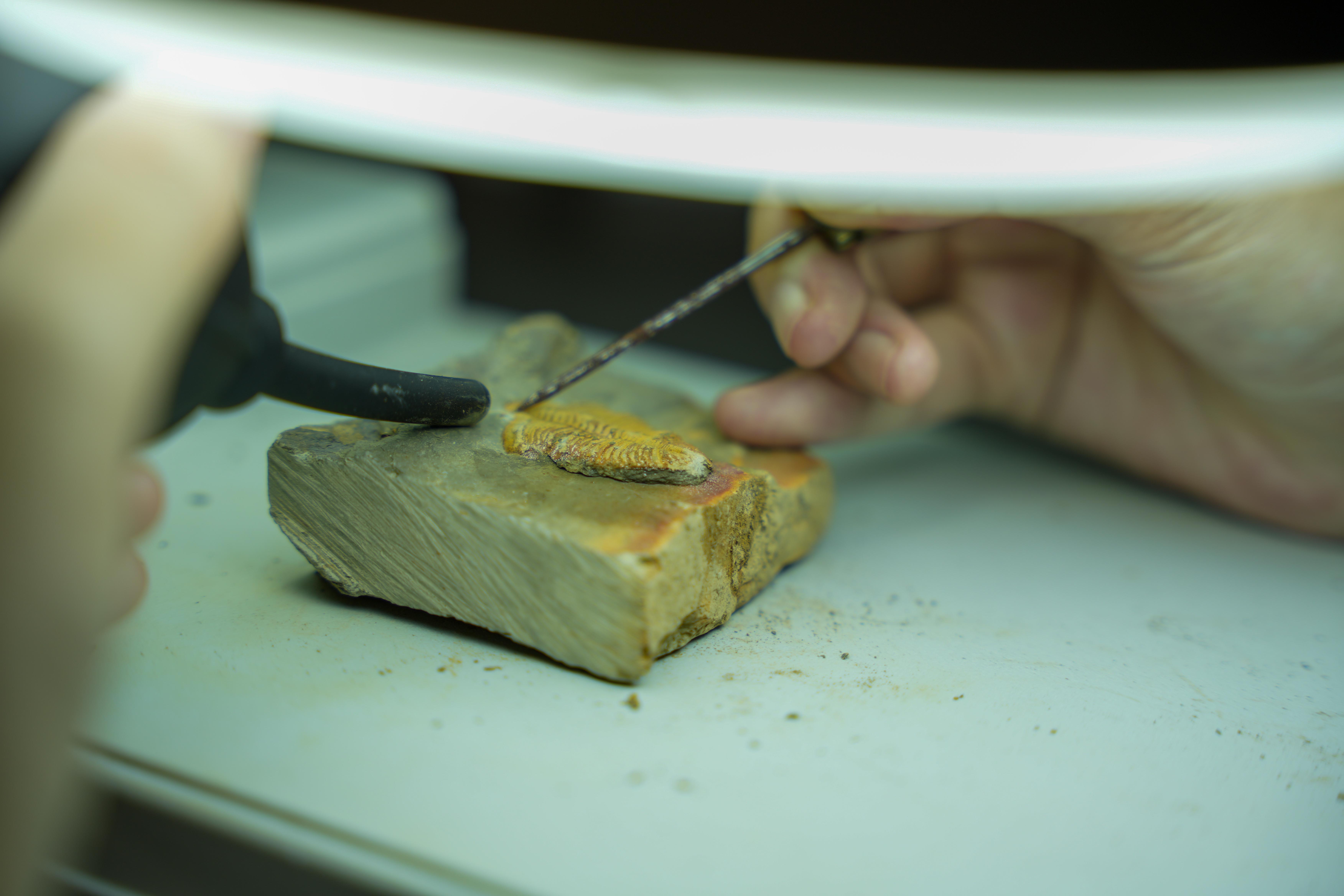 趕快報名，來河博體驗修復一枚真正的化石