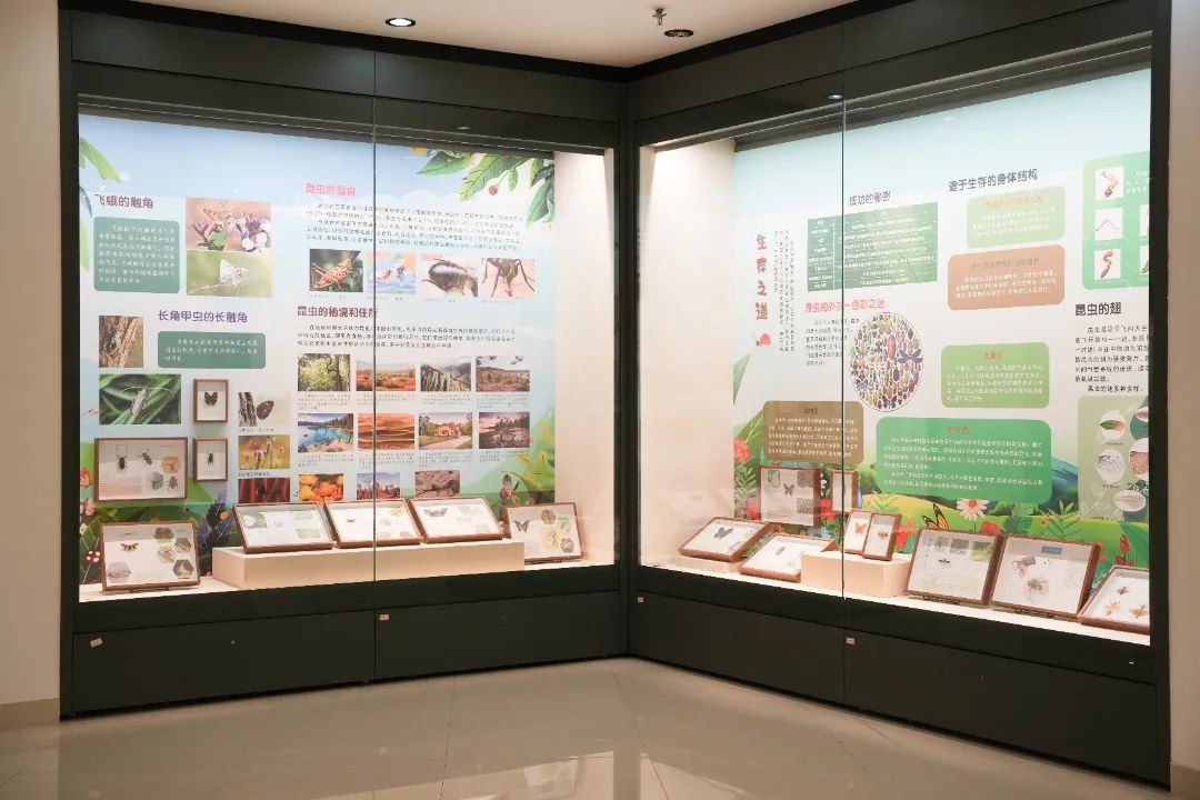 《小昆蟲·大世界——昆蟲標本科普展》啟幕，帶你走進充滿奧秘的昆蟲王國
