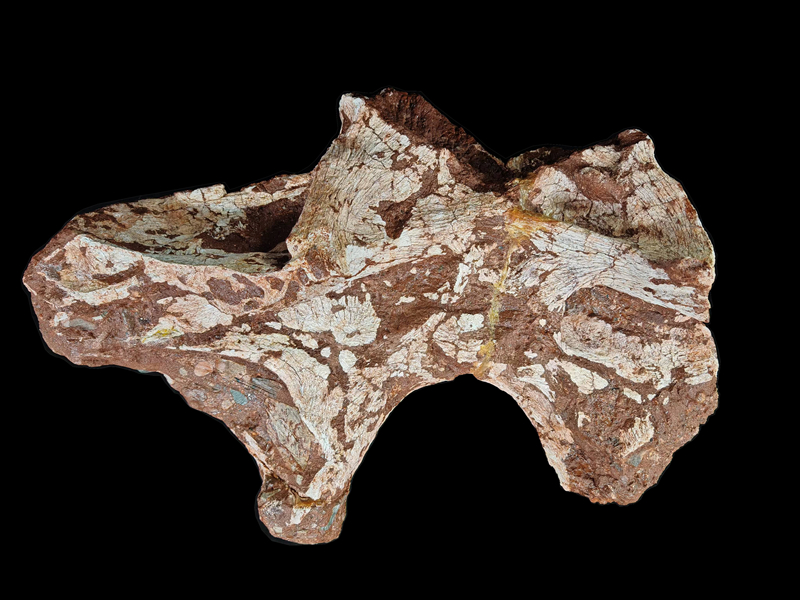 2 蜥腳類頸椎化石_副本.jpg