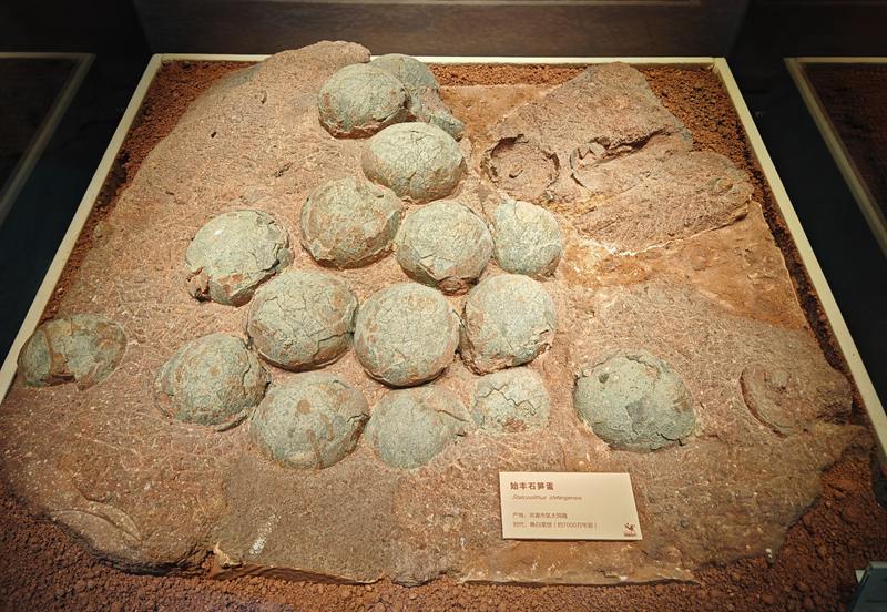 5 始豐石筍蛋化石_副本.jpg