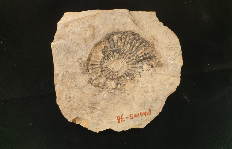 10 弗雷鮑德花冠菊石_副本.jpg