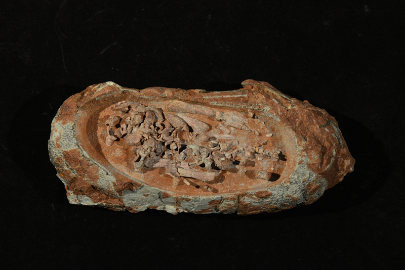 含胚胎長(zhǎng)形蛋化石