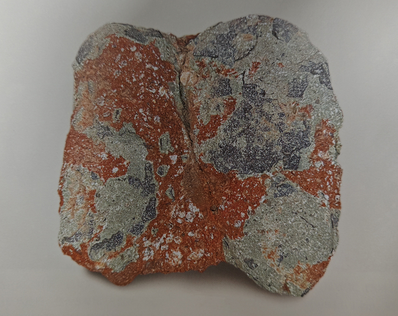 網(wǎng)紋副長(zhǎng)形蛋