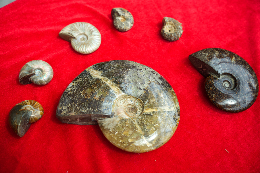 省自然資源廳與深圳海關(guān)再次聯(lián)合向河博移交古生物化石