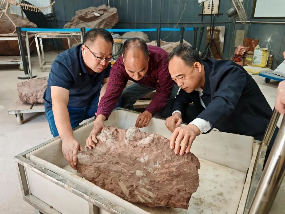 河源“恐龍產(chǎn)房”再添新?。簾羲璧氐诙C恐龍蛋化石現(xiàn)身