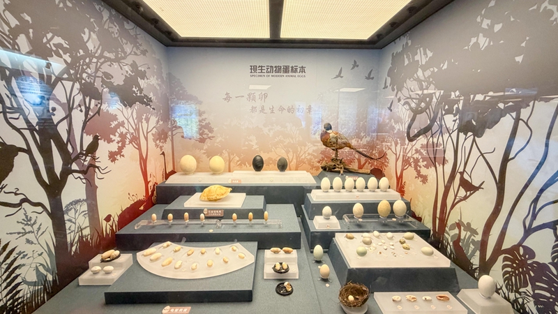 馬年賀歲|河博兩大海洋生物主題展啟幕，更有多元文化體驗(yàn)等您解鎖