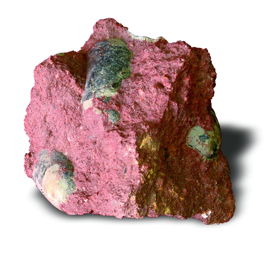 03  白堊紀棱形恐龍蛋.jpg